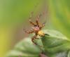 Araneus quadratus